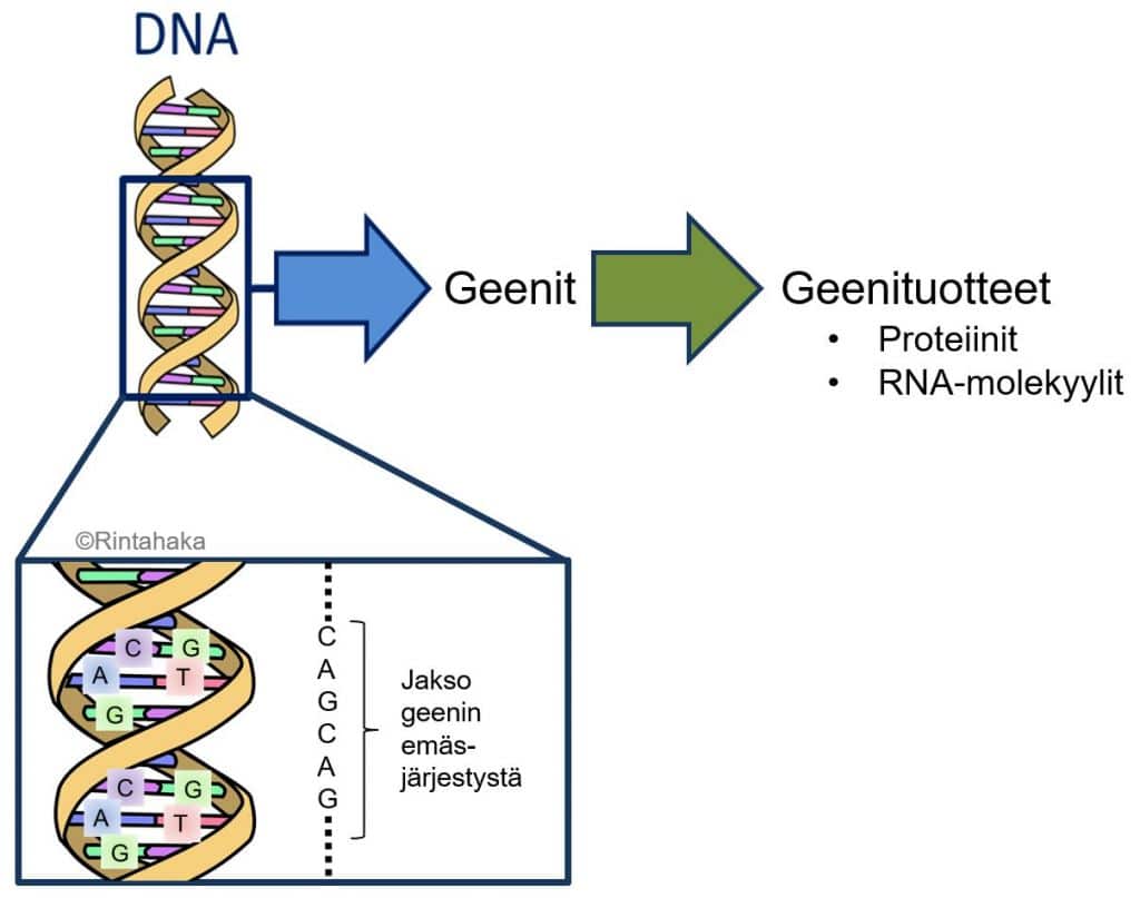 Geenit Ja Niistä Valmistuvat Tuotteet | Tukiliitto
