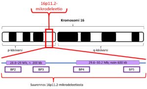 Kaavakuva kromosomin 16p11.2-deleetiosta