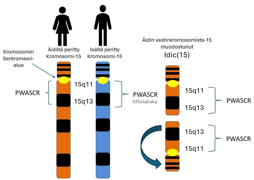 Kaavakuva Idic15-kromosomista